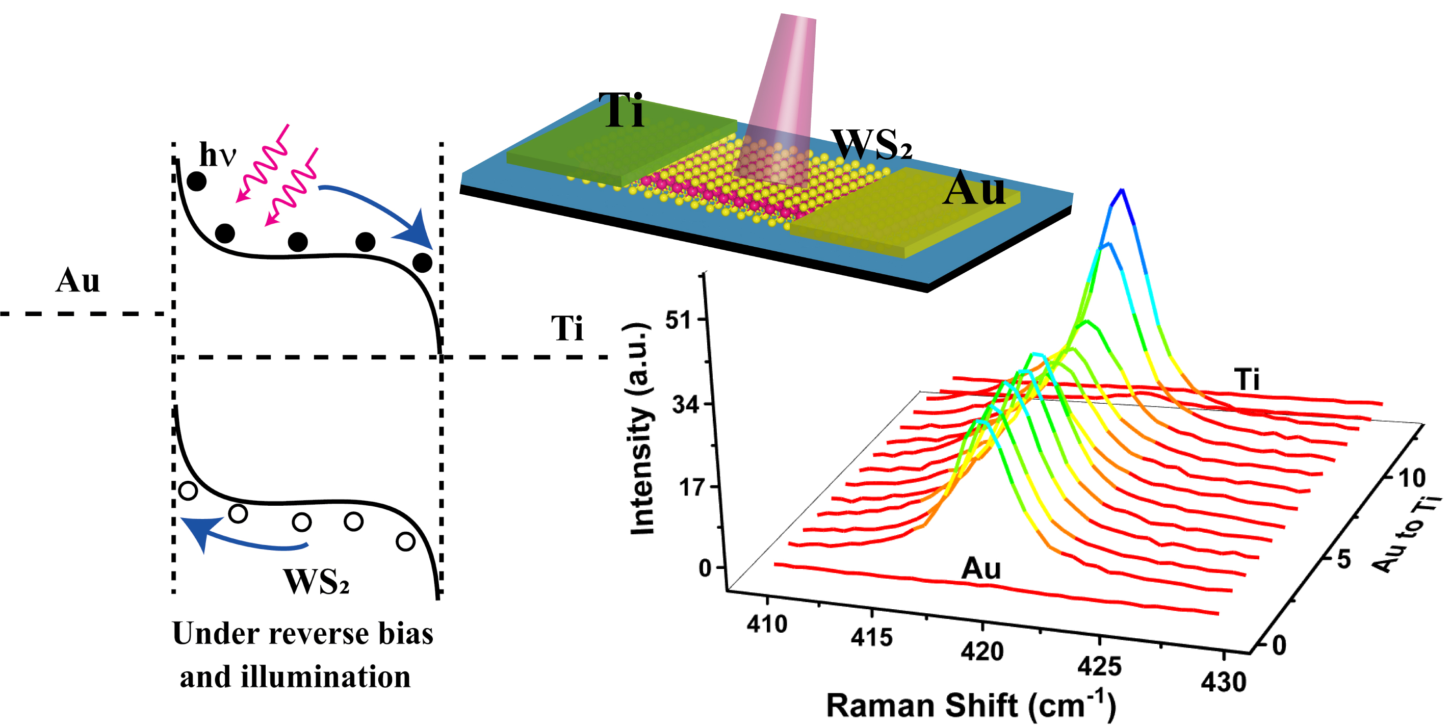 Bilayer WS₂